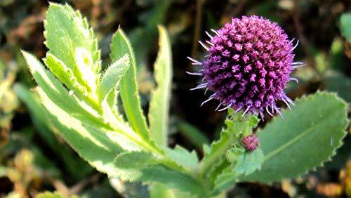 Honeytecs Honeytecs 3 Pieces Eyelash Extension Tweezers Set Stainless Steel Tweezers Lash Extension Tweezers with Storage Case Eye Makeup Tools