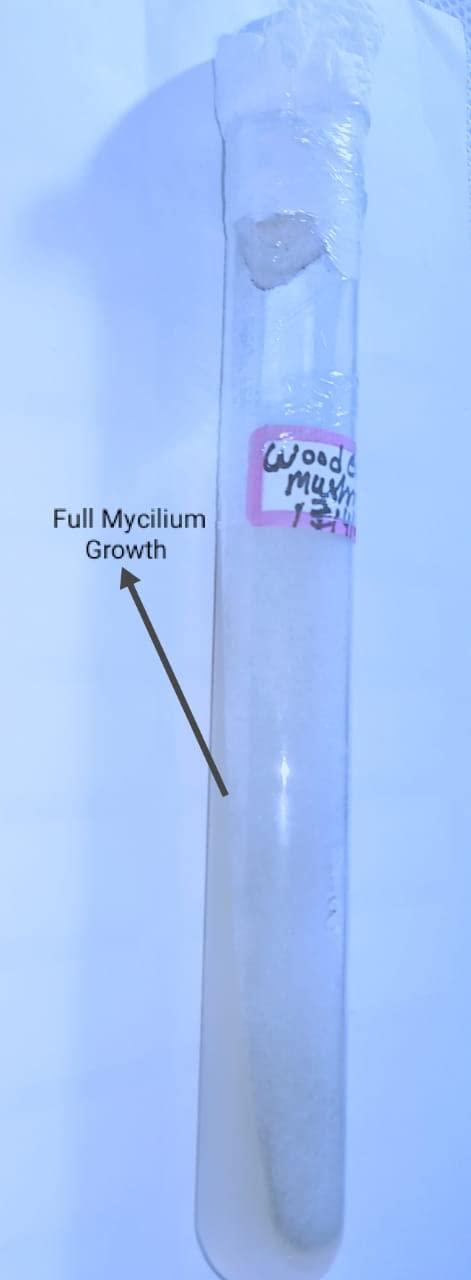 Generic Wood Ear Mushroom Culture size 18 * 150mm Test Tube (1pc) Best Quality