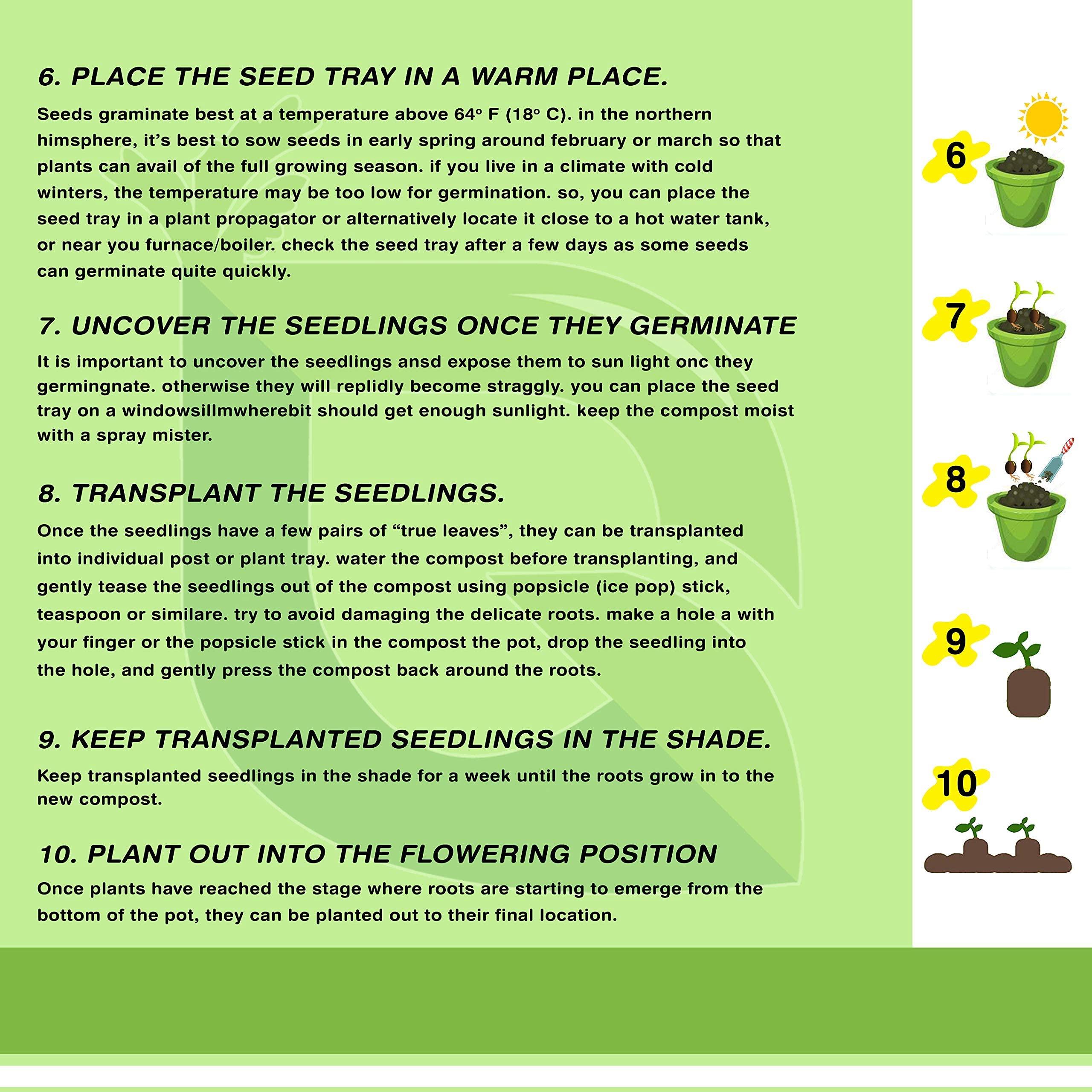 Golden Hills Farm Golden Hills Farm Hybrid Coriander/Dhaniya/Kothamalli 500+ seeds