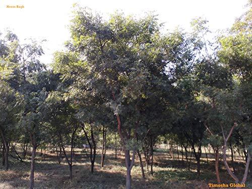 Lata Lata™ || NEEM - Datun|Twig|Datwan|Stick (for overall DENTAL care) || 3 doz.