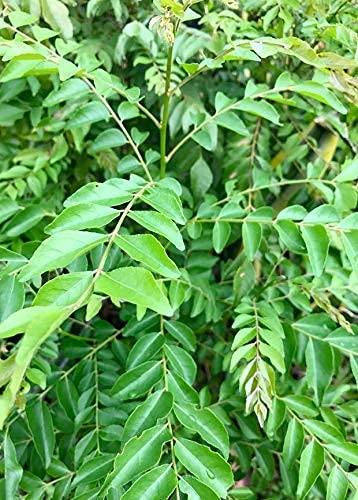 Sjeme Sweet Neem Leaves Seed