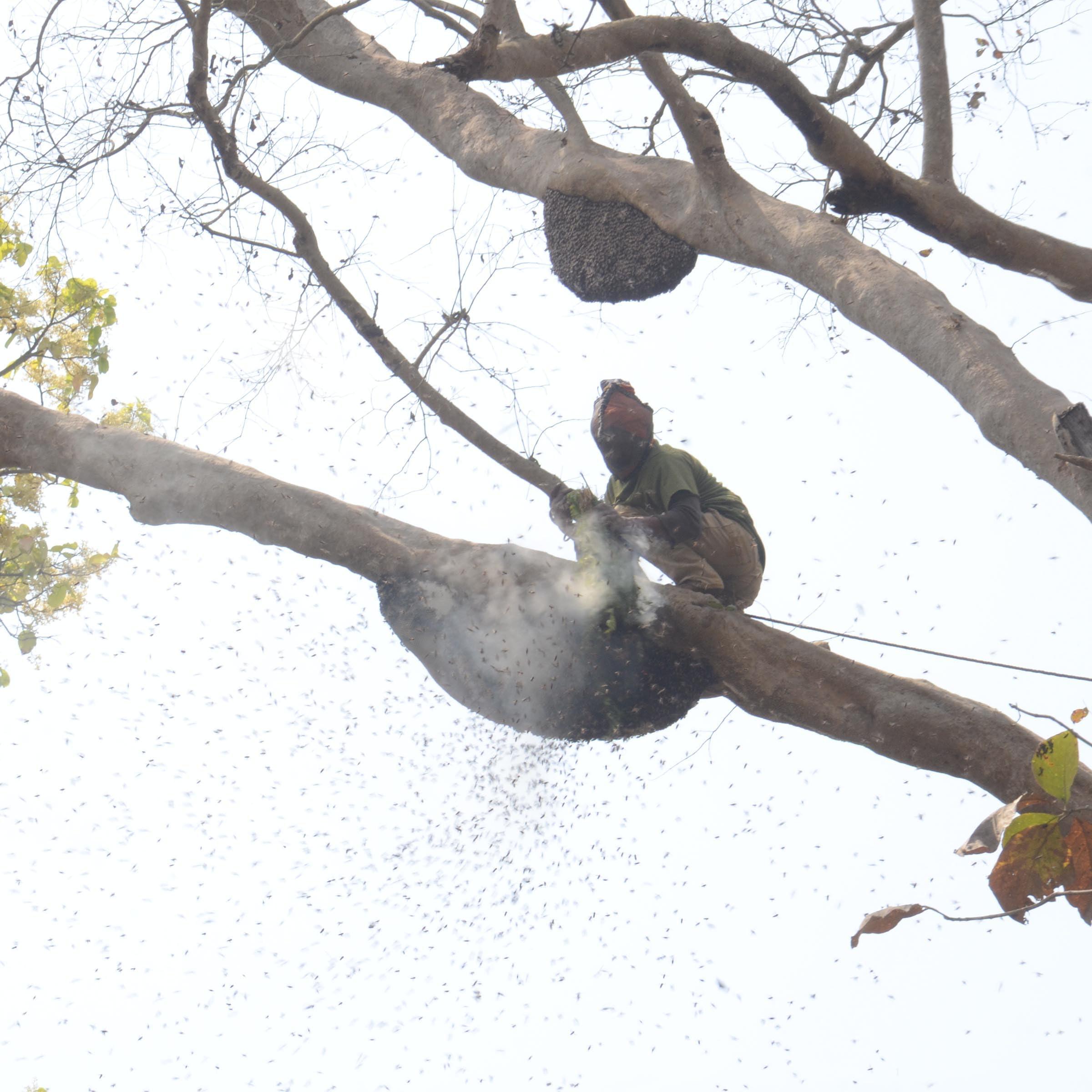 Royal Bee Brothers Wild Forest Raw Honey | Produce of Wild Honey Bee | 100% Pure & Natural, Unprocessed, Unheated, Unadulterated