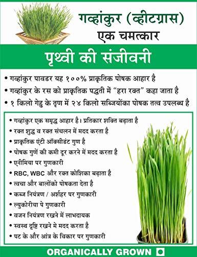 HERBAL HILLS Herbal Hills Wheatgrass Powder (1000 Gram Pack of 1)