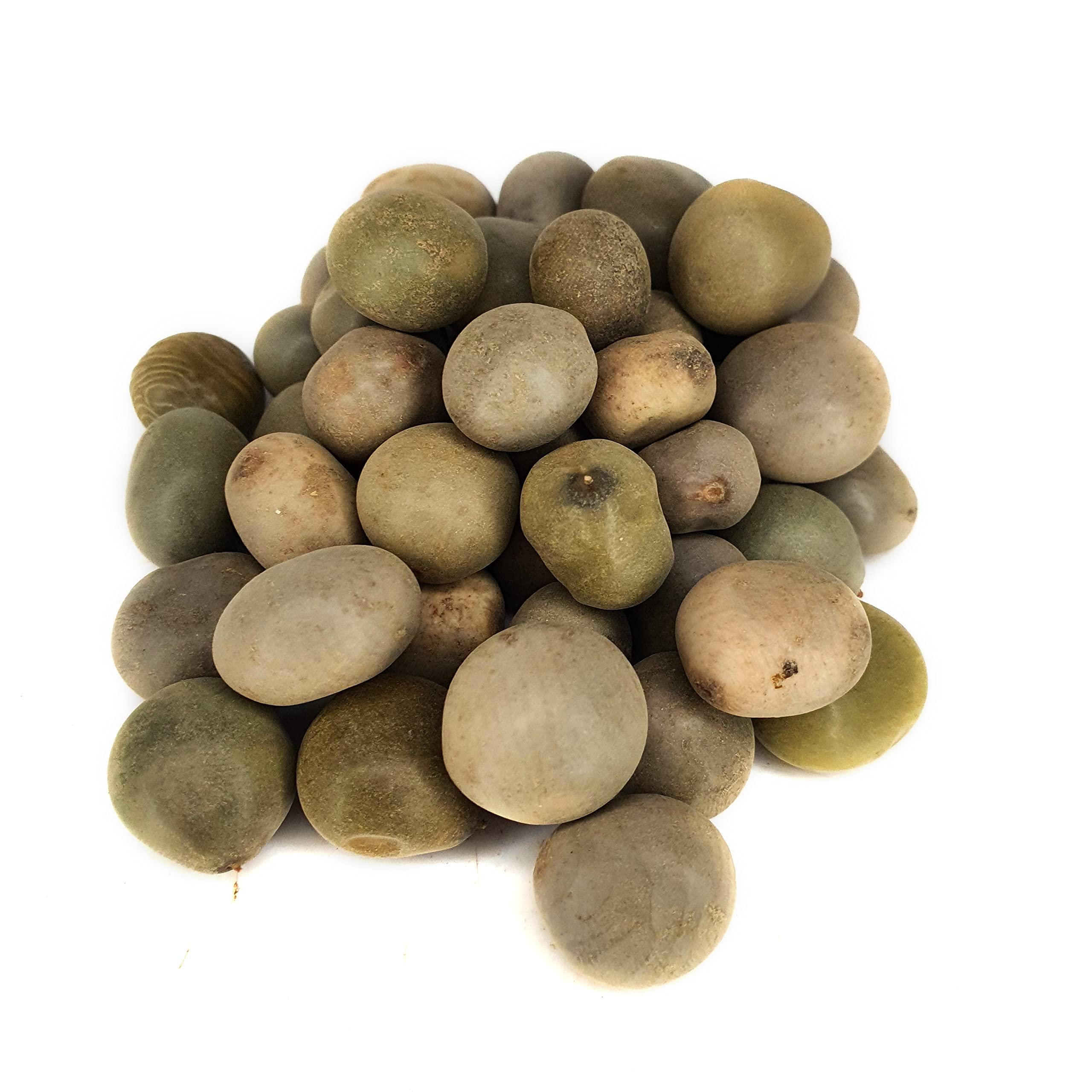 Generic Masso Pansari KARANJWA BEEJ CAESALPINIA BONDUCELLA SAGARGOTA KAT KARANJA SEEDS KARANJ BiJ KALARCHIKKAI FEVER NUT (200gm)