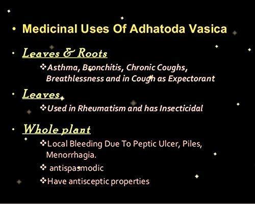 neotea Adathoda Powder Adathoda Vasica Adathodai Adusa Adalodakam Leaves Herbal 300 GM