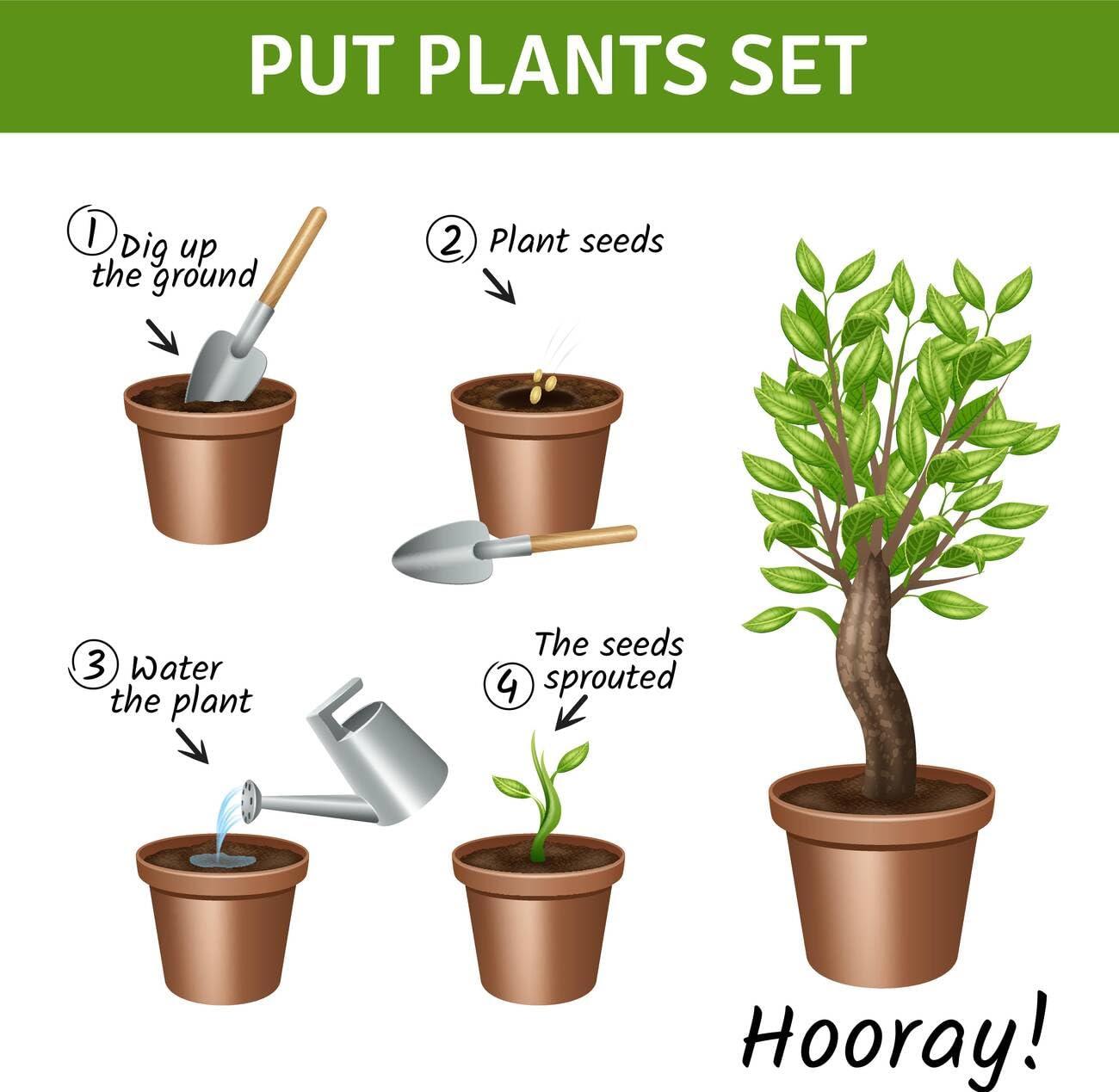 Generic Kanthari Chilli (Bird Eye Chilli, Kanthari Mulaku) Green, Red Pack of 240 Seeds