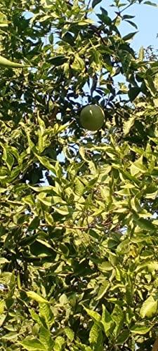 Generic Li6 Bel Leaves Powder (100 Grams) Sirfal, Maredu, Beel, Bael, Vilvam, Sirphal Ki Patti, Patte, Patta Ka Powder - Bilva Leaf Powder