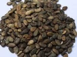ORGANIC PURIFY Organic Purify Indrayan Phal - Kodtumbe - Kodtumba - Tumba Seed - Citrullus colocythis - Colocynth Bitter Apple 1.8 Kg