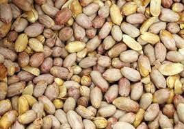 MGHY Roasted Salted Peanuts Groundnut, Singdana, Skin Removed, Vacuum Packed, Fresh, Product of Bharuch (250)