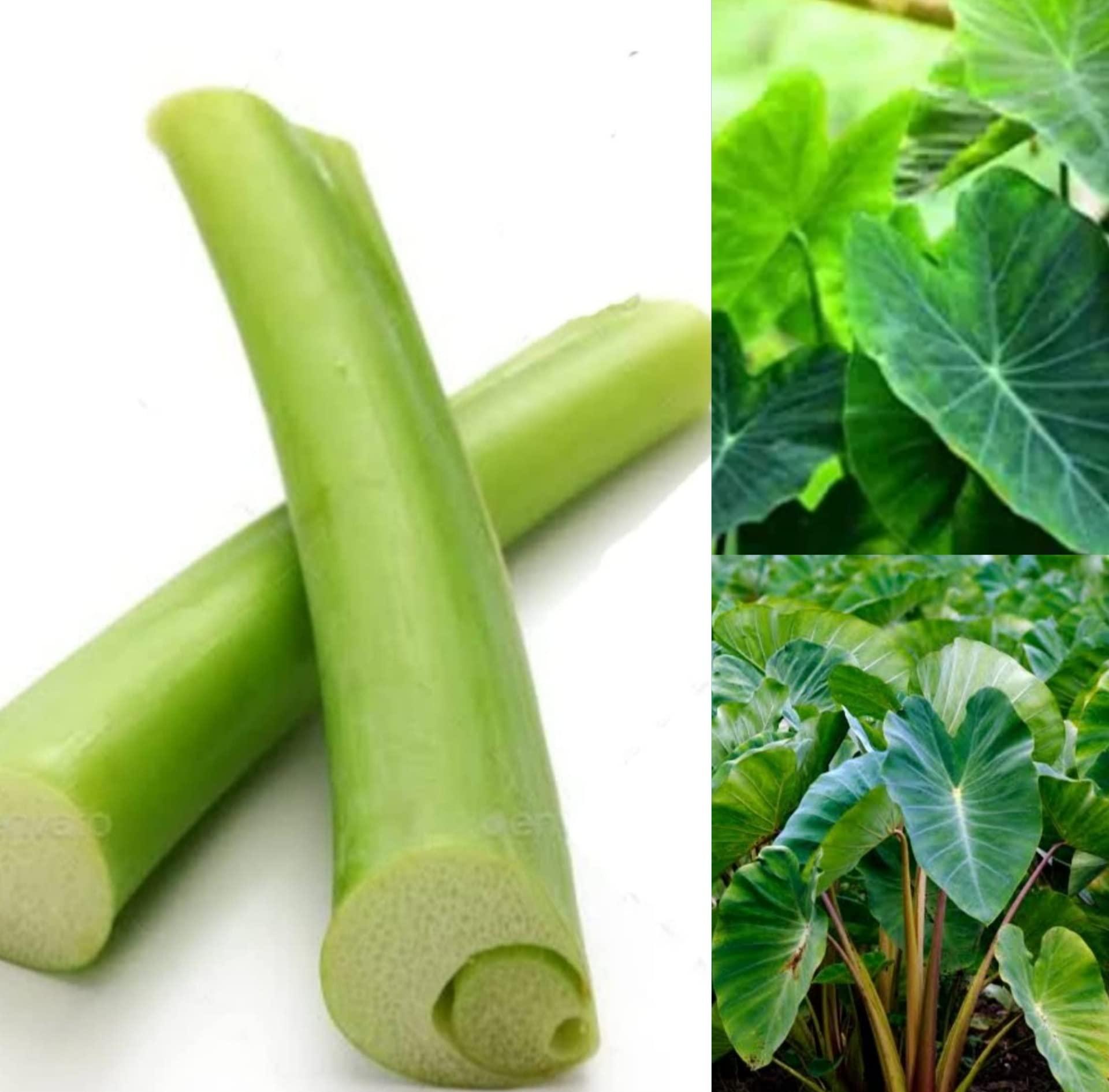 ns tamizhi supermart taro stem colocasia organic herbs/chembu stem/health care/Alooka/Arwi Ke Paan/Patra Ke,medicine and body care stem 350g/ns tamizhi supermart products