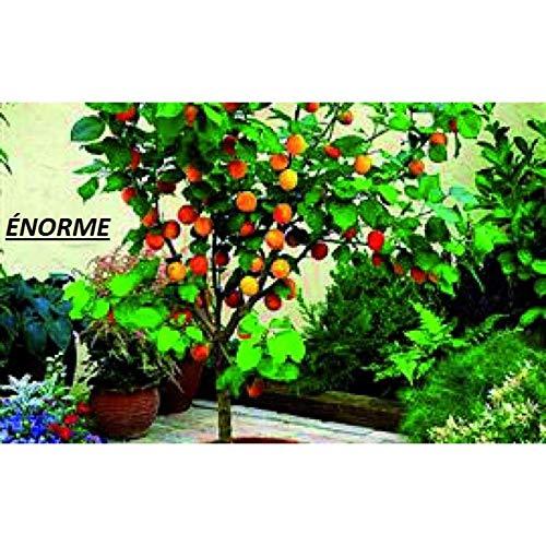 NORME NORME 200 PCS a Lot of Edible Shiny Pink Apricot Seeds Potted Garden Courtyard With Apricot Fruit Seeds
