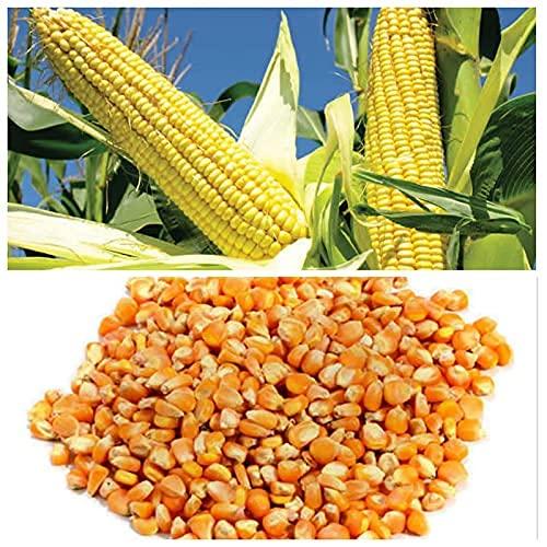 VS Products VS Products Whole Corn Kernels Raw Corn (Maize),650g