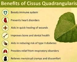 ERBZENERG ERBZENERG Cissus (Cissus quadrangularis) Hadjod/Pirandai 100g Powder (Pack of 10)