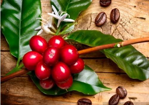 Dennys Dennys Group Whole Arabica Dark Roasted Coffee Bean (1000 gm)