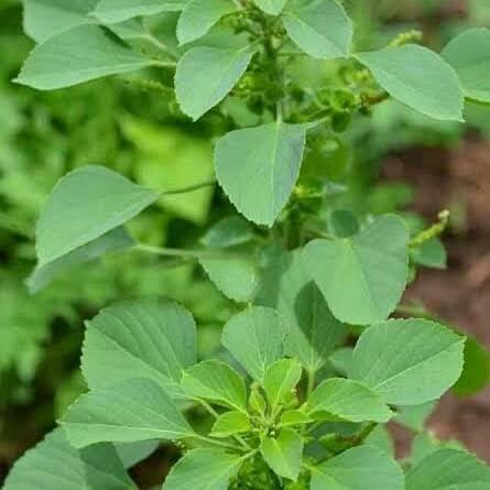 HUNGRY BEAST Spice-M, Acalypha indica | Kuppaimeni | Indian Mercury | Indian Nettle | Kuppikhokhali Moorkonda | murkonda - 250 grams