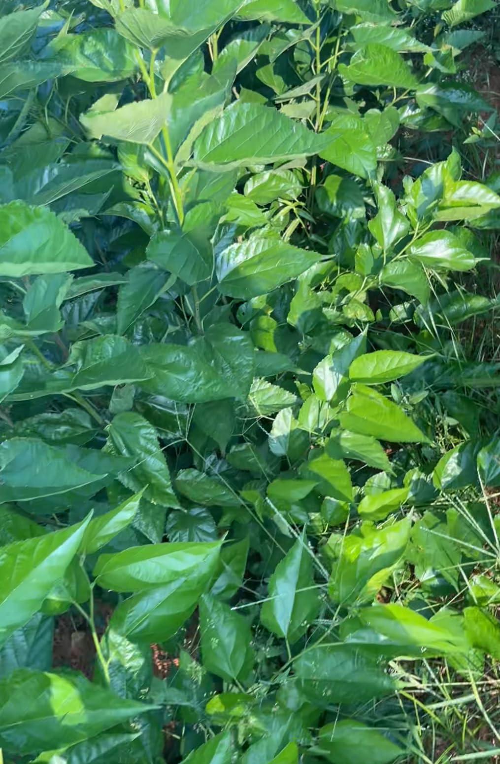 Generic Natural and organic dried mulberry powder