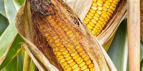 GABHISMEEN GABHISMEEN Corn Silk Tea for Kidney Stones, Helps Cleanse Liver, Supports UTI Health, Maize Hair, Herbal Tea (450gm)