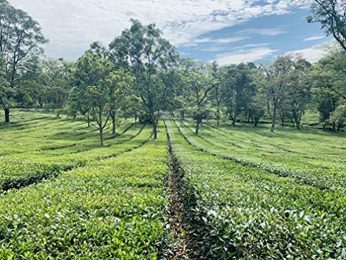 Himalayan Brew Himalayan Brew Green Tea 25 Pc