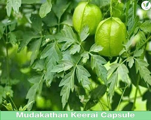 IAgriFarm Iagrifarm Organic Mudakathan Keerai Powder - 950 g - Balloon Vine Leaf/Kanphata/Kakara/Agniballi Herbal Powder