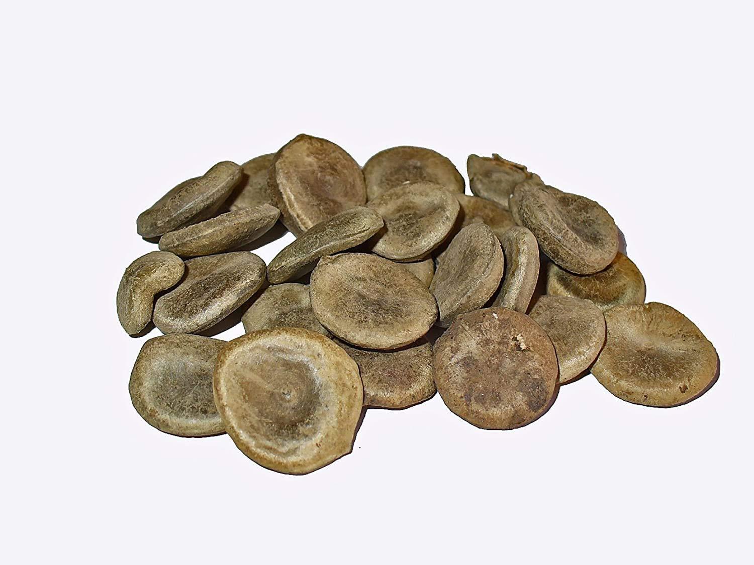 pmw Pmw - 250 G - Jar Pack - Strychnos Nux - Vomica - Nux - Vomica - Poison Nut - Quaker - Yettikottai - Kupilu - Mushini - Mushti Seeds