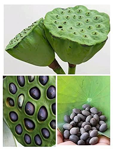 SAARA Saara HERBAL FRESH Lotus Flower Seeds(Black), 150g, Indian Lotus Seeds, Kamal Gatta Seeds, Kamal Phool, Nelumbo Nucifera Black Seeds,(pack of 1 x 100g, pack of 1 x 50g)