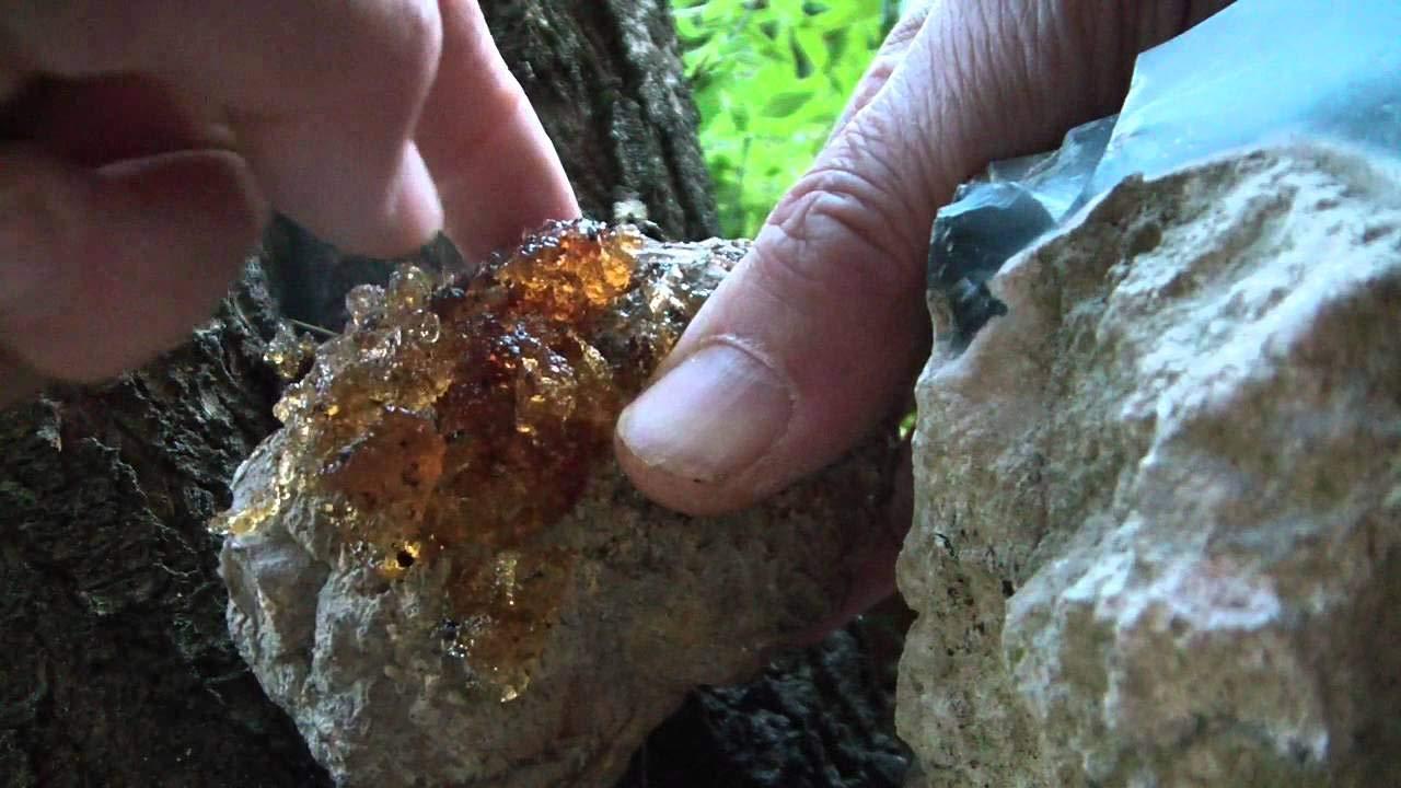 neotea Neotea Almond Gum Badam Pisin Badam Gum Powder Natural, 300