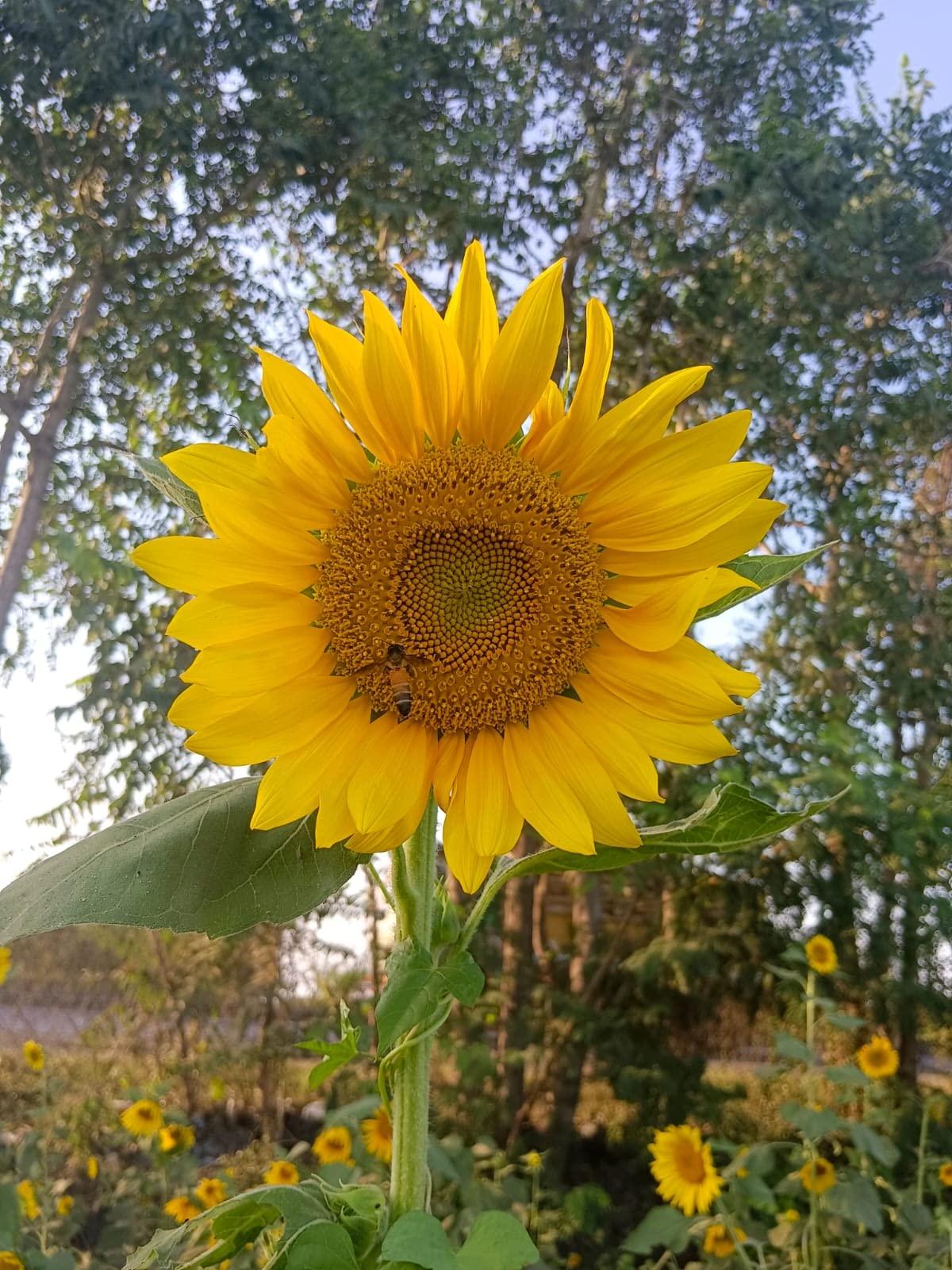 G7 GRAINS G7 GRAINS Organic sunflower oil (5 liter) cold pressed/wood pressed oil | surajmukhi/sunflower kachi ghani oil by G7 GRAINS