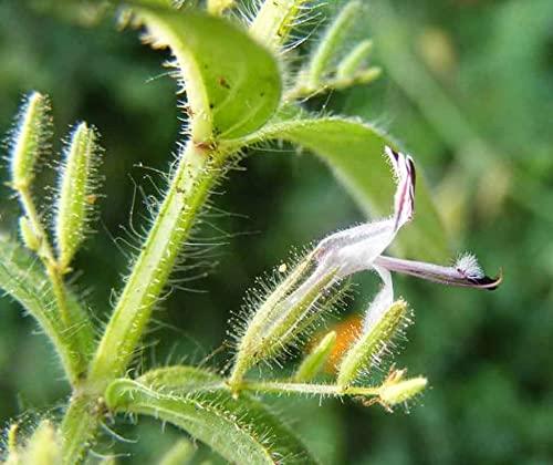 Vi Vethan Vi Vethan Gopuram thangi (False Waterwillow) powder 100gm