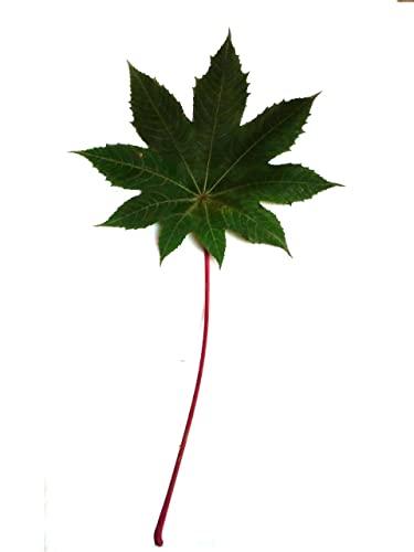 Generic Li6 Pure Organic Fresh Castor Leaves 100 Gm - Arndi (Redi) Ka Patta - Castor Leaf