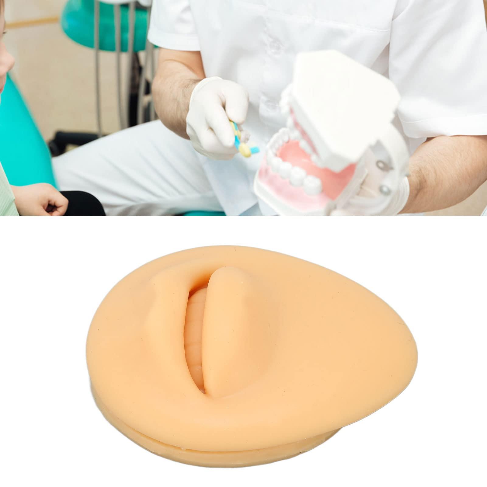 Generic Generic Fake Mouth Model, Lifelike Three Dimensional Teaching Tool Human Mouth Model Flexible for Body Part Display\'