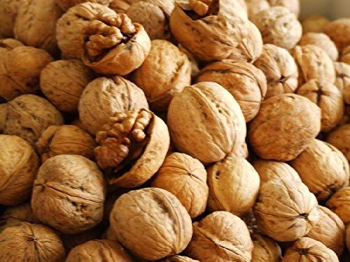 Rich Treat Rich Treat Dry Fruits Nuts Walnut/Akhrot (in Shell) (250 Gram)