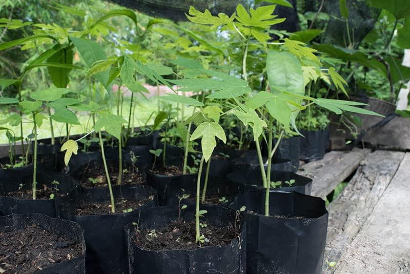 Erwon Erwon NPK for Papaya Fruits ( 200 gm fruit NPK )