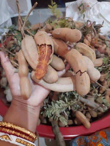 MOMS PICKLE MOMS PICKLE Tamarind Pickle|Homemade Style Chatpati Imli ka achar|Tetuler Achar | Sweets & Sour 180gm