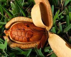 SKYFRUIT Skyfruit Kadwa Badam (Bitter Almonds) Quality Seeds - 450 gm