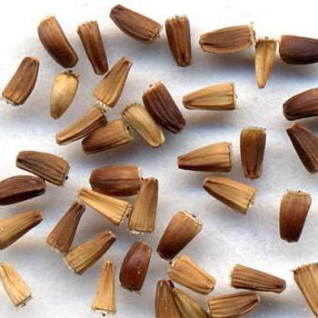 NEERAJ NEERAJ - Kasni Seed - Chicory Seeds - Cichorium intybus - Endive - 100 Gm