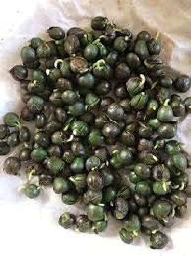 Sjeme Sweet Neem Leaves Seed