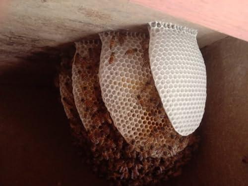 DevBhumi DevBhumi Certified Organic Honey 1-Kg