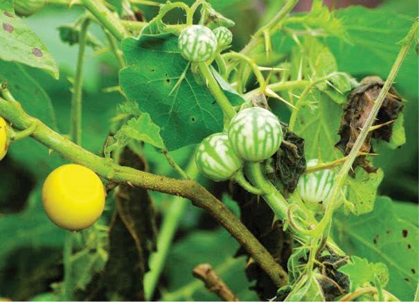 HERSHEY'S Hershey's Kisses Milk Chocolate with Almonds, 2 X 150 g