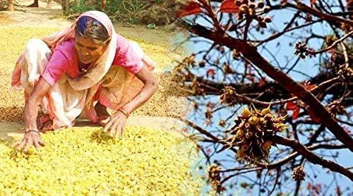 Awadh AWADH- Desi Mahua Flower Dried 1 KG (Madhuca Longifolia) Phool Mahua - Mahuya Flower - Madhuca Indica Mahua Fruit from Village Tree Mahua | Mohwa | Vippa | Iluppai | Mohuwa | |