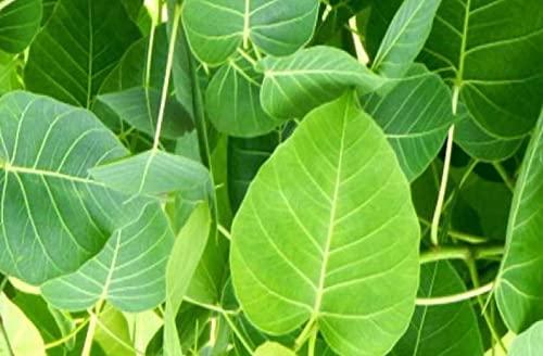 NavaFresh Basics Green Organic Peepal Tree Leaves/Fresh Pepal Ke Patte/Herbal (20 leaves) Natural Pipal Leaf