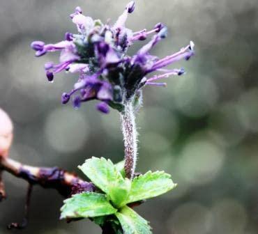 SAARA SAARA Kadugu Rohini | Kutki Root | Katuka Rohini | Picrorhiza Kurroa | Kuru | Katuka, 200g