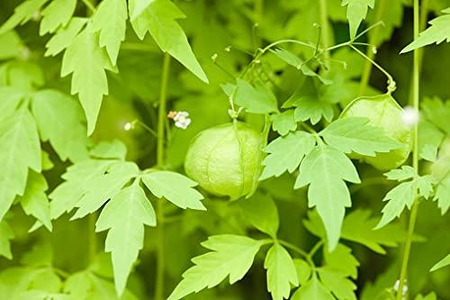 3V PRODUCTS 3V PRODUCTS Organic Mudakathan Keerai Powder 1Kg | Balloon Vine Leaf | Kanphata | Cardiospermum Halicababum for Bone Strength | Joint Pain | 100% Natural Super Food Mixing | Health Benefits