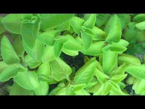 SAARA Saara HERBAL FRESH Karpooravalli Powder,100g, Coleus Amboinicus, Omavalli Leaves, Indian Borage, Patta Ajwain, Vamu Aaku, Panikoorka Leaves Powder,(pack of 1 x 100g)