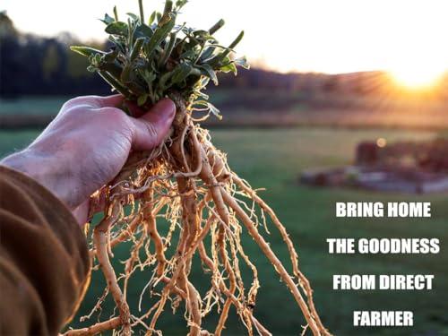 GUNMALA ENTERPRISES Asgandh Nagori Powder - 200g Pack Of 1