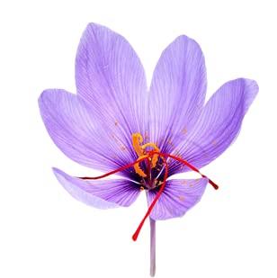 Power Kashmir Power Kashmir Kashmiri Saffron 5gm | 100% Pure Kashmiri Kesar | Natural Organic Saffron