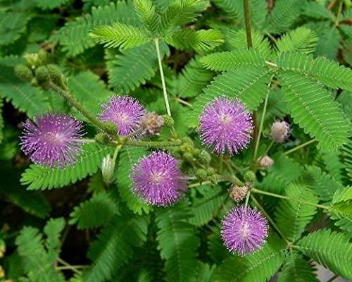 SAARA SAARA Herbal Fresh Thotta Sinungi Leaves Powder,100G, Mimosa Pudica Powder, Mudatha Damara, Lajalu, Muttidare Muni, Thottavadi, Ajalikalika, Sleepy Plant Powder,(Pack Of 1 X 100G), Vegetable Masala