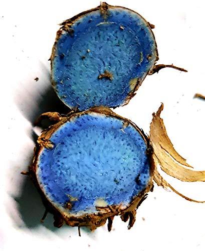 DEVAMA THE DIVINE DEVAMA THE DIVINE Curcuma Caesia, Black Turmeric, Kali Haldi, Plant Rhizomes Bulbs to treat arthritis, asthma, and epilepsy (harvest 5 peices)