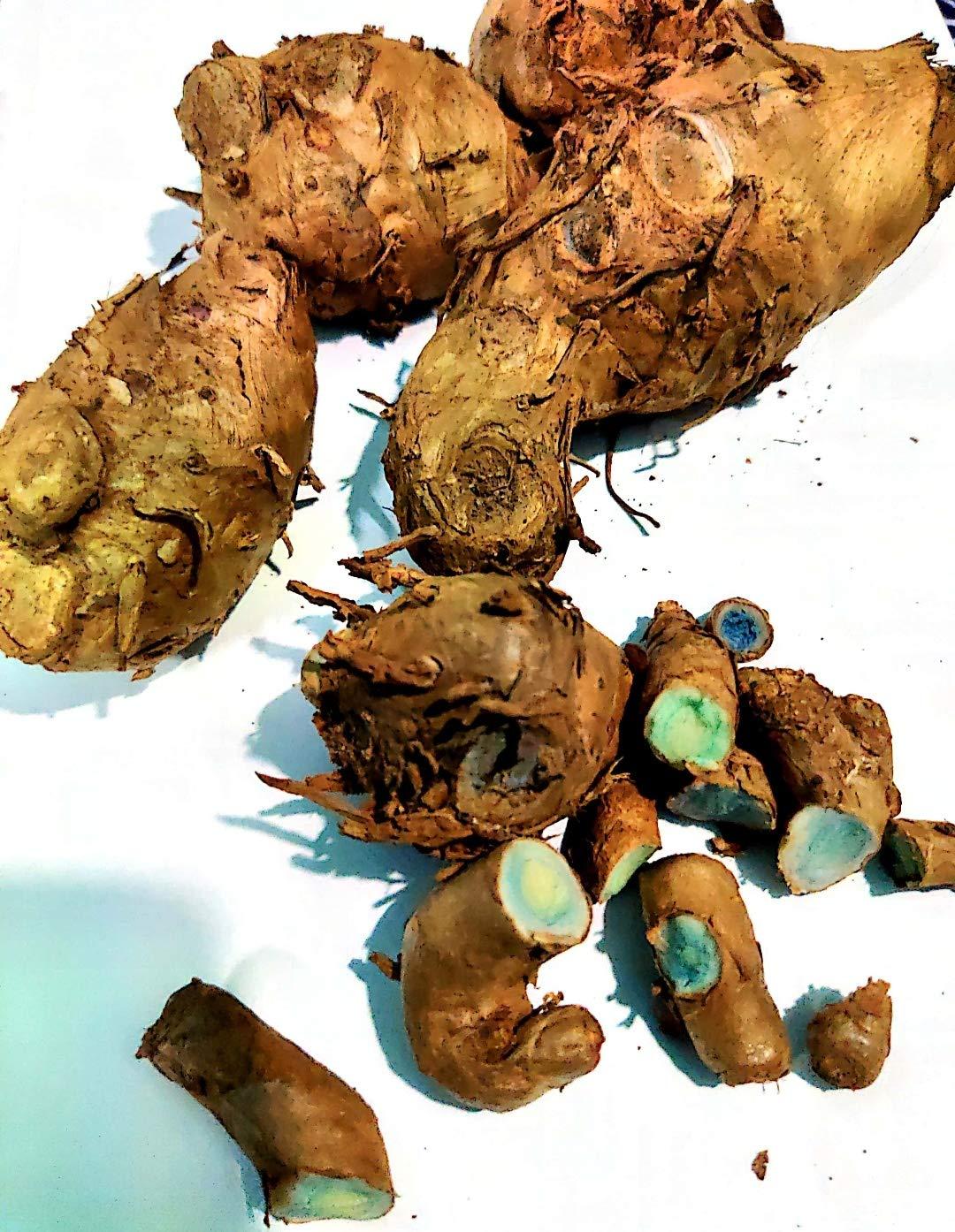 DEVAMA THE DIVINE DEVAMA THE DIVINE Curcuma Caesia, Black Turmeric, Kali Haldi, Plant Rhizomes Bulbs to treat arthritis, asthma, and epilepsy (harvest 5 peices)