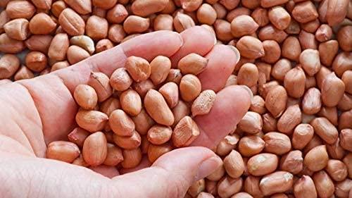 Chaklasiya Chaklasiya singdana Mungfali Dana 500gm