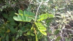 SAARA Saara HERBAL FRESH Elumbotti Ilai, 40g, Bone joint Leaves, Murikootipacha, Kooravaal Chedi, Kodali Soppu, Elumbu otti ilai, 40g (Pack of 1 X 40g)